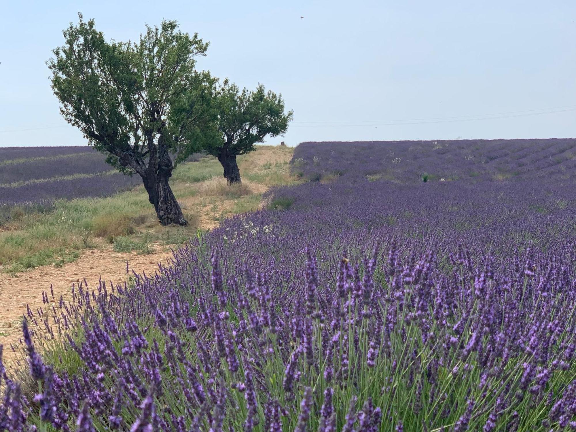 Studio Nuitee En Provence 2 Éguilles Dış mekan fotoğraf